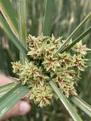 Cyperus textilis