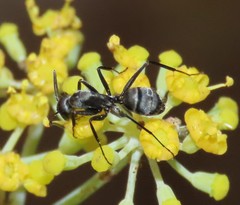 Camponotus micans
