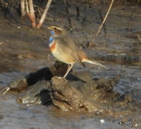 Blaukehlchen