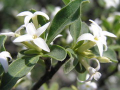 Daphne alpina
