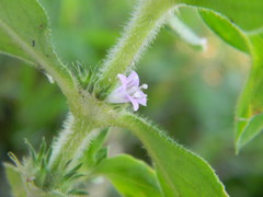 Hygrophila