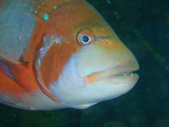 Chrysoblephus laticeps