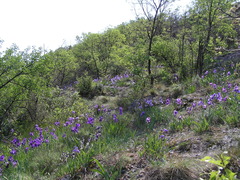 Iris pallida illyrica