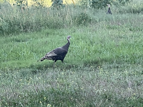 Wild Turkey photographed in New Mexico