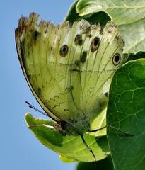 Protogoniomorpha parhassus