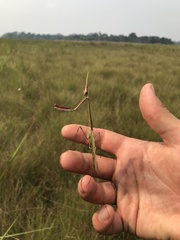Idolomorpha