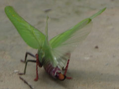 Onomarchus uninotatus