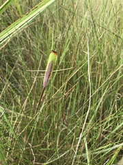 Idolomorpha