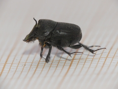 Onthophagus verticicornis