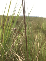 Idolomorpha