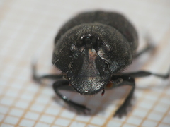 Onthophagus verticicornis