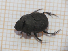 Onthophagus verticicornis