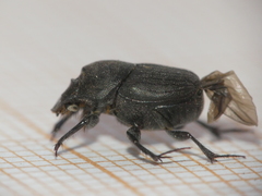 Onthophagus verticicornis