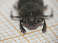 Onthophagus verticicornis