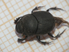 Onthophagus verticicornis