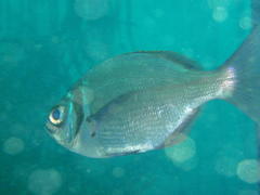 Boopsoidea inornata