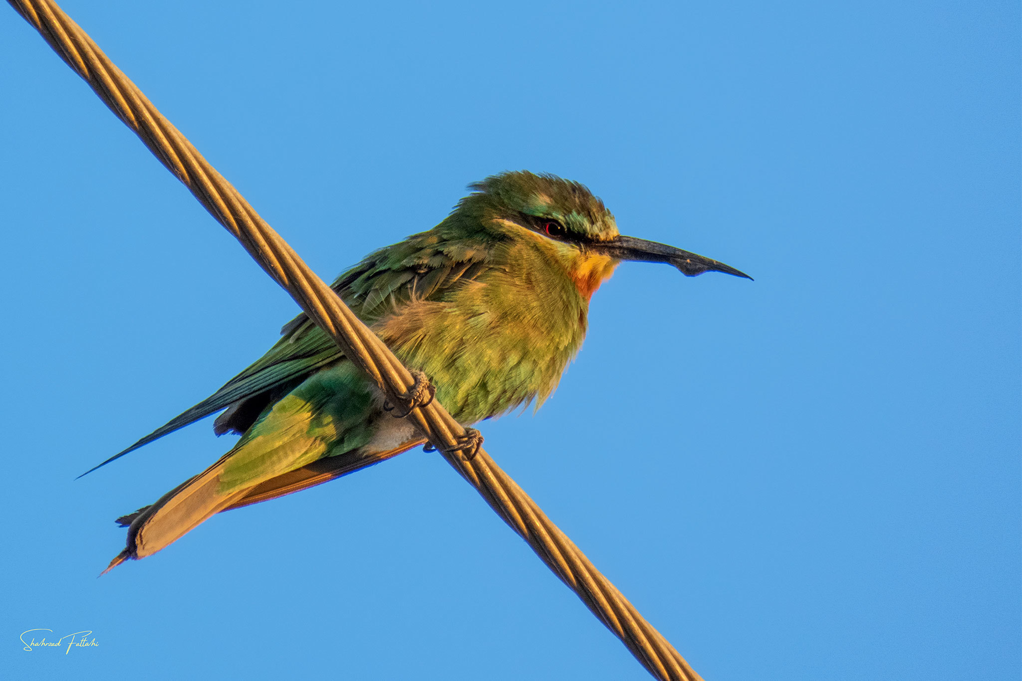 Blue-cheeked Bee-eater