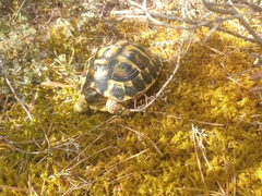 Testudo hermanni hermanni
