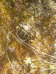 Testudo hermanni hermanni
