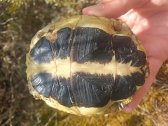 Testudo hermanni hermanni
