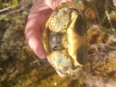 Testudo hermanni hermanni
