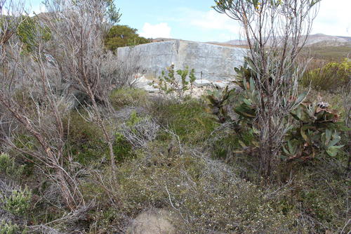 McGregor Pincushion (Leucospermum harpagonatum)