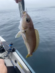 Caulolatilus princeps