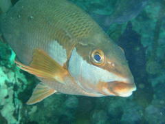 Chirodactylus brachydactylus