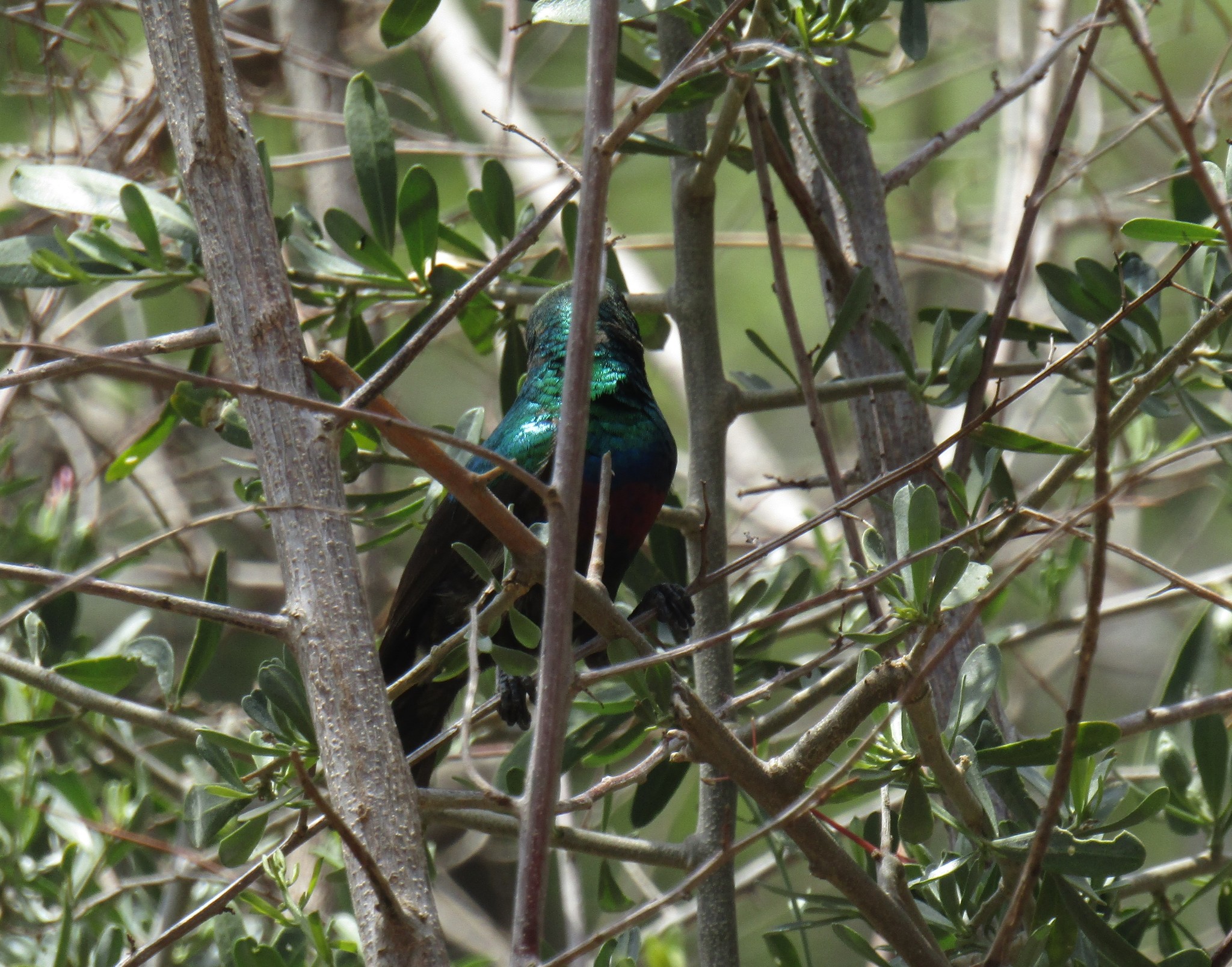 Marico Sunbird (Cinnyris mariquensis)