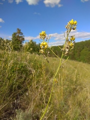 Sisymbrium polymorphum