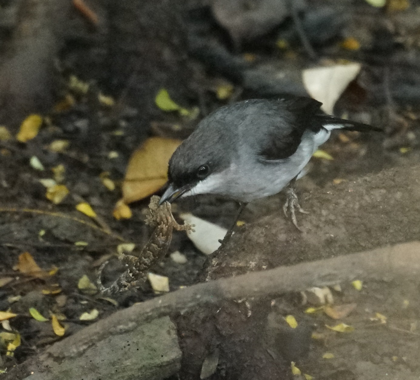 Mangrove Robin (Melanodryas pulverulenta)
