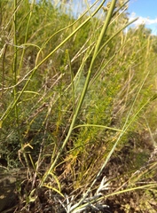 Sisymbrium polymorphum
