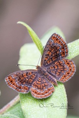 Calephelis muticum