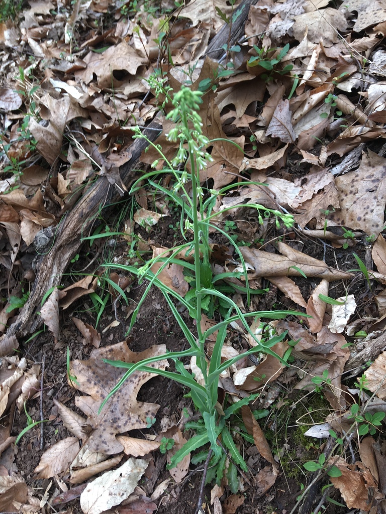 smooth rockcress from Dickerson, MD 20842, Dickerson, MD, US on April ...