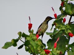 Malvaviscus arboreus arboreus