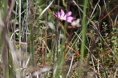 Sabatia grandiflora