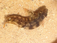 Parablennius