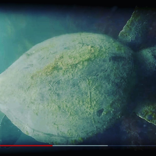 Green Sea Turtle photographed in California