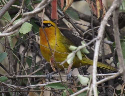 Spectacled Weaver (Ploceus ocularis), photo 8