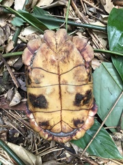 Kinixys erosa
