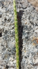 Alopecurus myosuroides