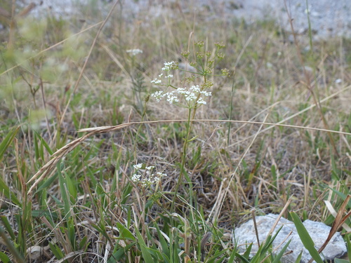 bedrovník lomikameňový (Pimpinella saxifraga)
