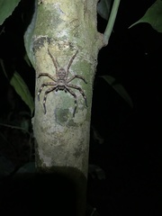 Barylestis