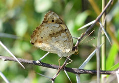 Junonia hierta