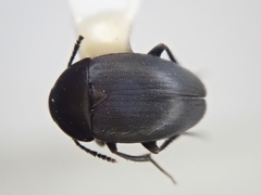 Prionochaeta opaca