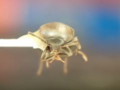 Prionochaeta opaca
