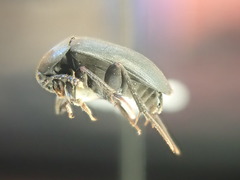 Prionochaeta opaca