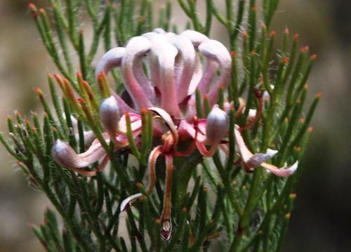 Serruria gremialis Rourke