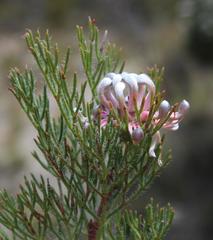 Serruria gremialis