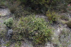 Serruria gremialis